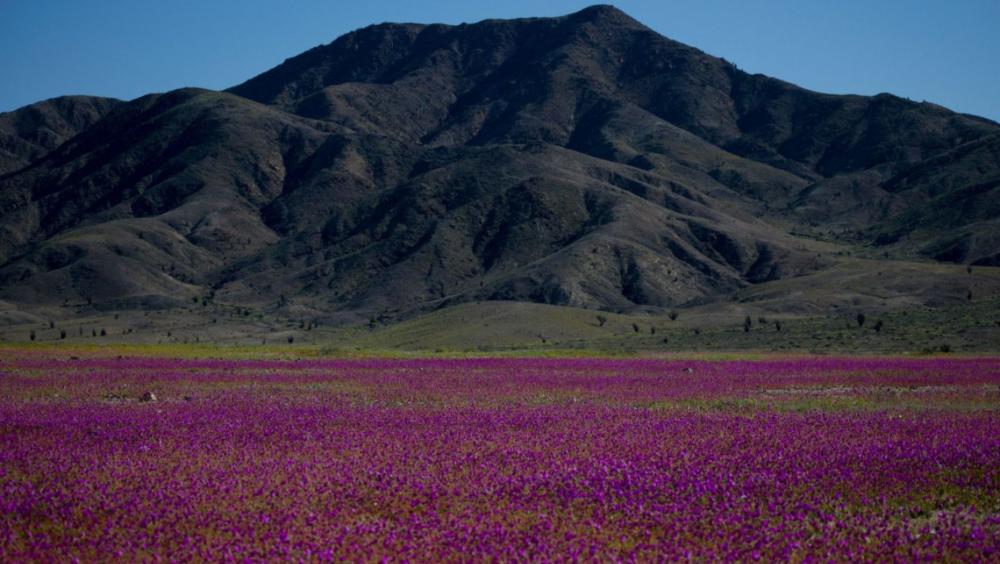 Σπάνιο φαινόμενο: Έρημος στη Χιλή γέμισε με λουλούδια!