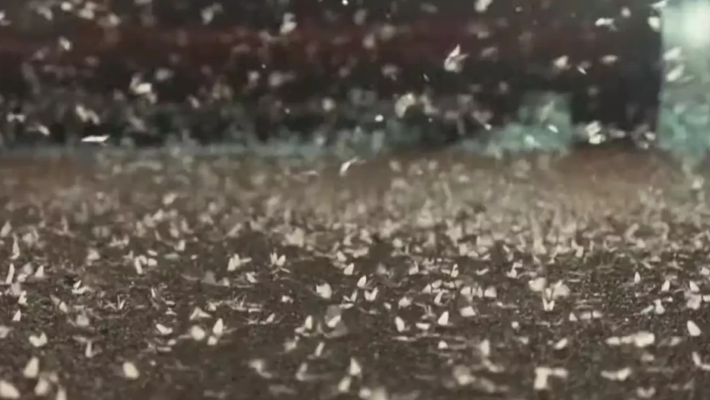 Λάρισα: «Σκοτείνιασε» ο ουρανός από έντομα- Εικόνες Αποκάλυψης (vid)