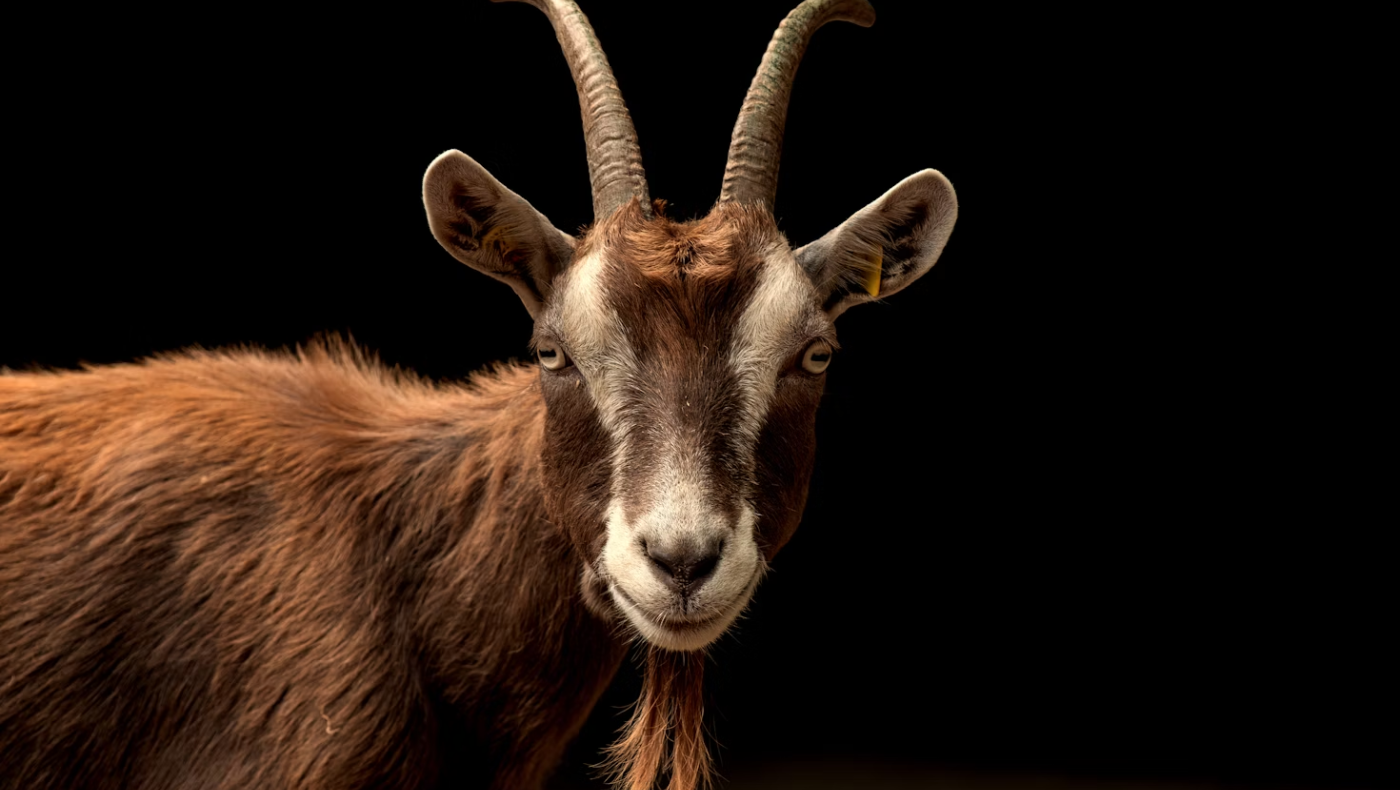 Κρήτη: Τράγος τρύπωσε σε... όχημα παραθεριστών! (vid)