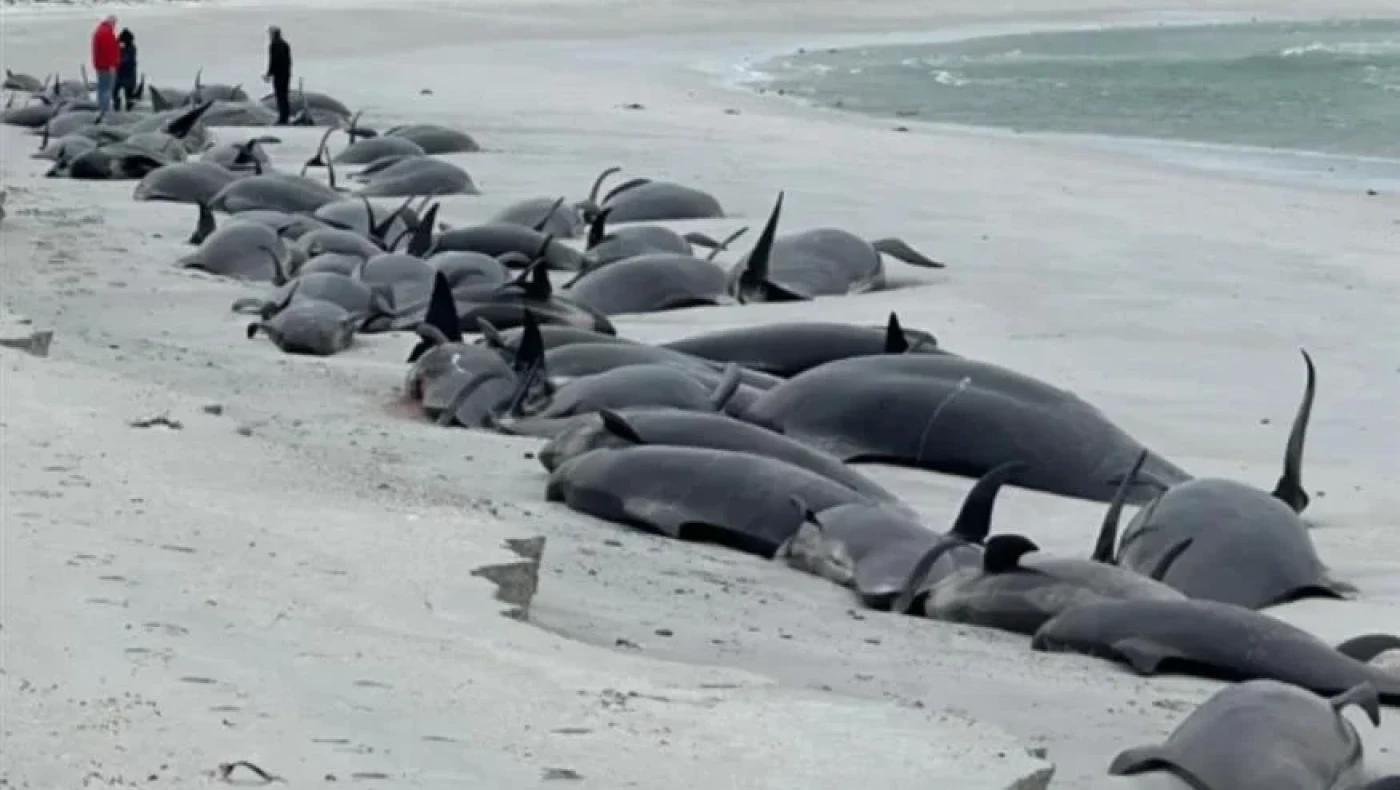 Σκωτία: 77 φάλαινες ξεβράστηκαν στη στεριά και πέθαναν!