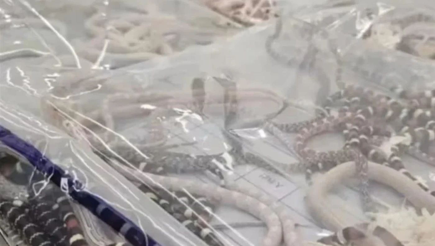 Κίνα: Προσπάθησε να περάσει λαθραία πάνω από 100 ζωντανά φίδια μέσα στις τσέπες του (vid)