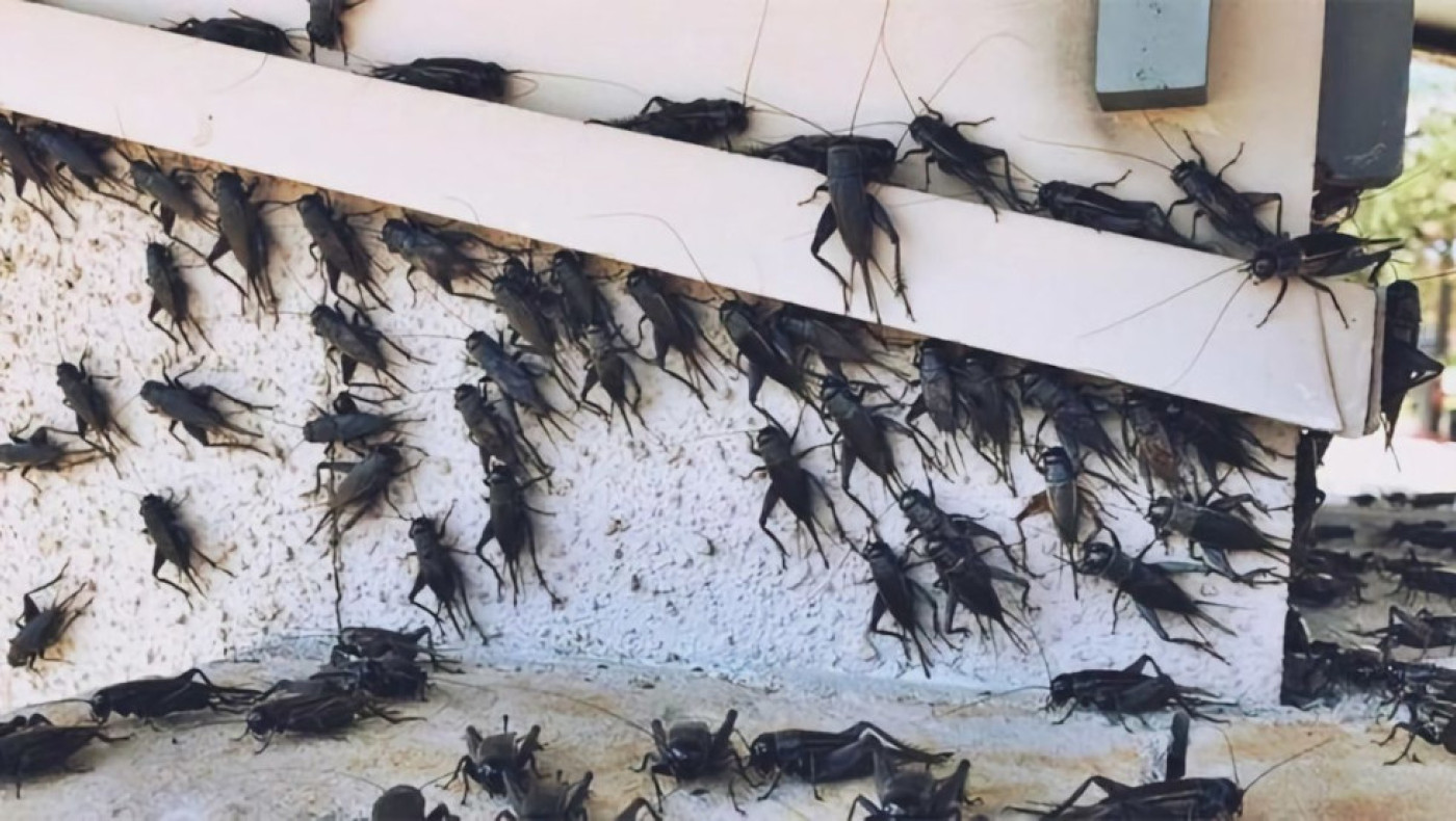 Γιατί γέμισε με τριζόνια η Λάρισα-Πώς εξηγείται το φαινόμενο