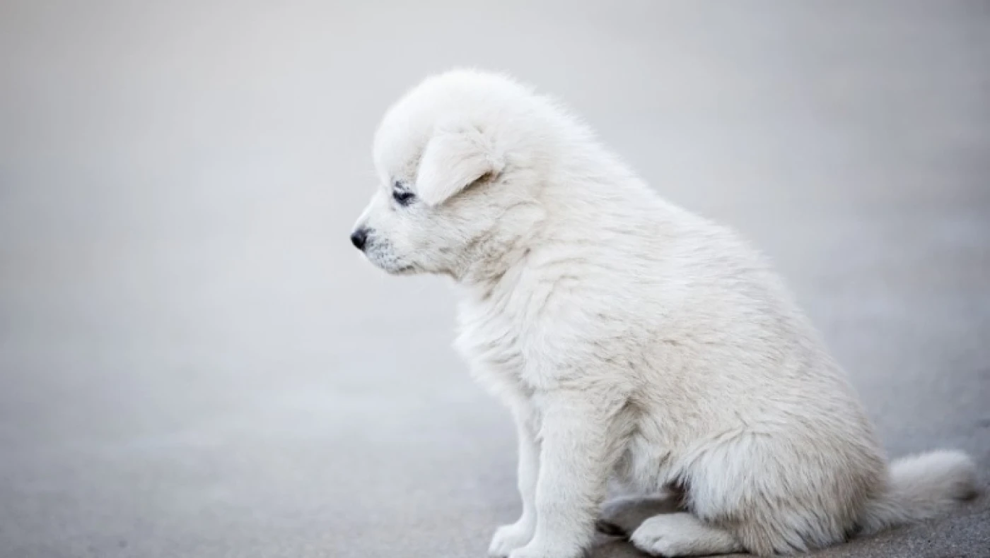 Τουρκία: Έντονες αντιδράσεις προκαλεί το σχέδιο νόμου για τη θανάτωση αδέσποτων σκύλων