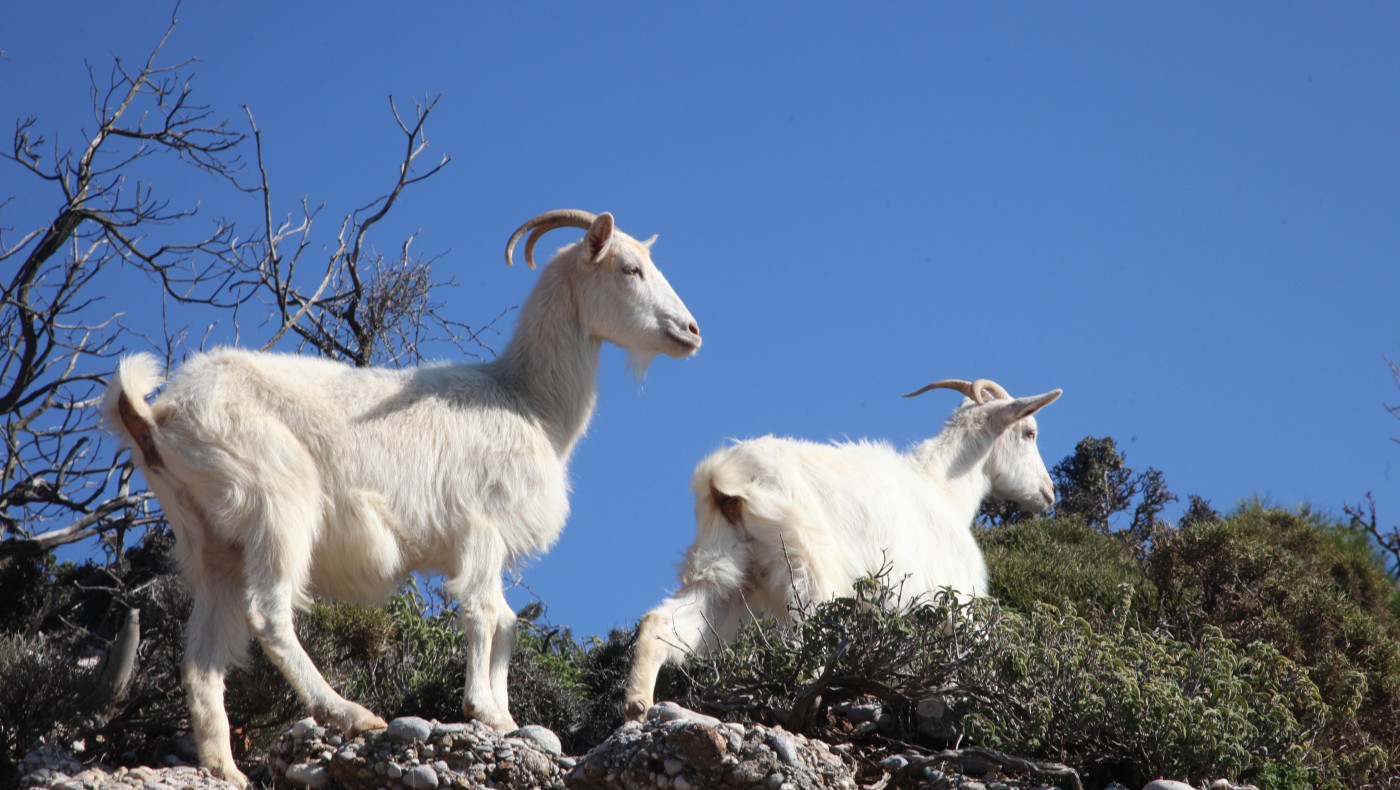Θεσσαλία: 18 τα καταγεγραμμένα κρούσματα πανώλης αιγοπροβάτων