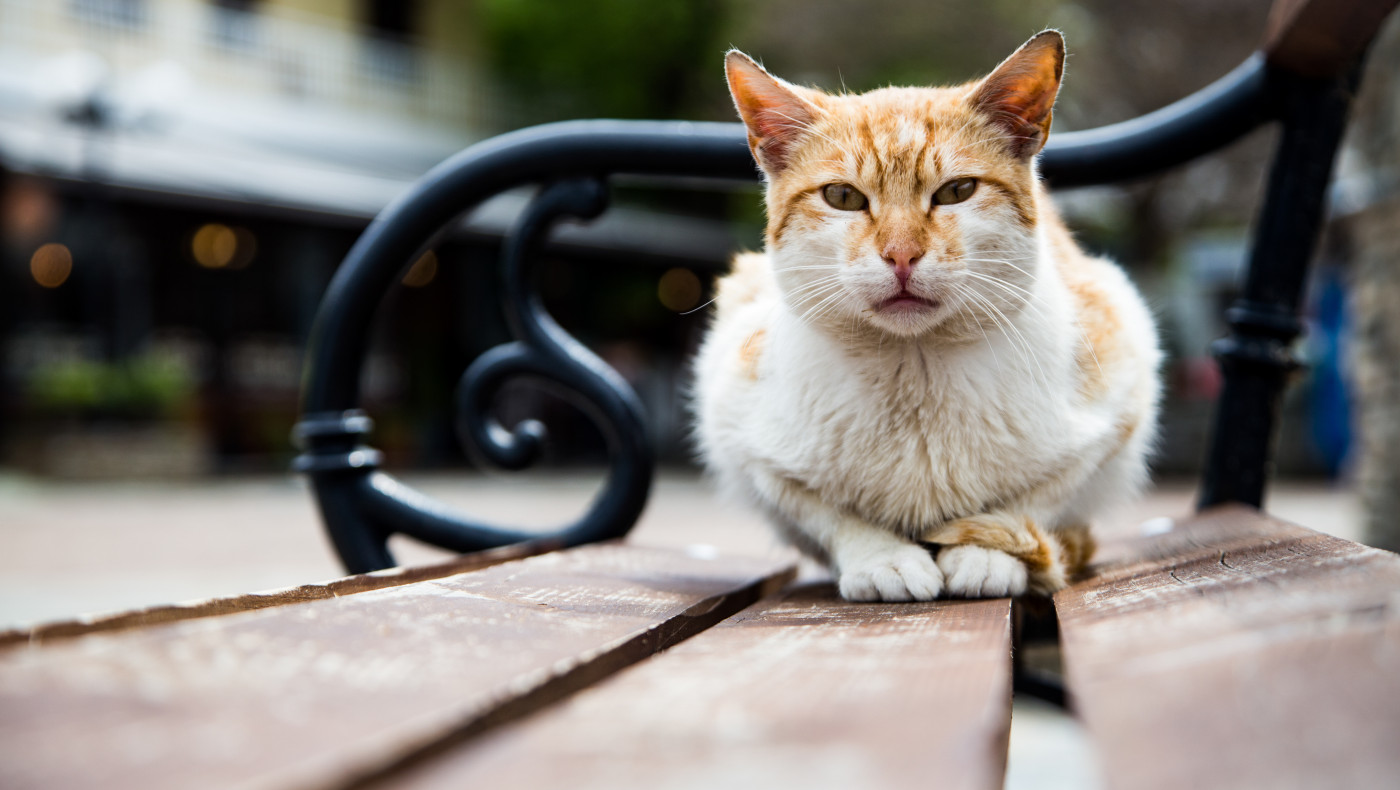 Κτηνωδία στη Βούλα: Σκότωσε γάτα με λοστό, που μπήκε στην αυλή του!