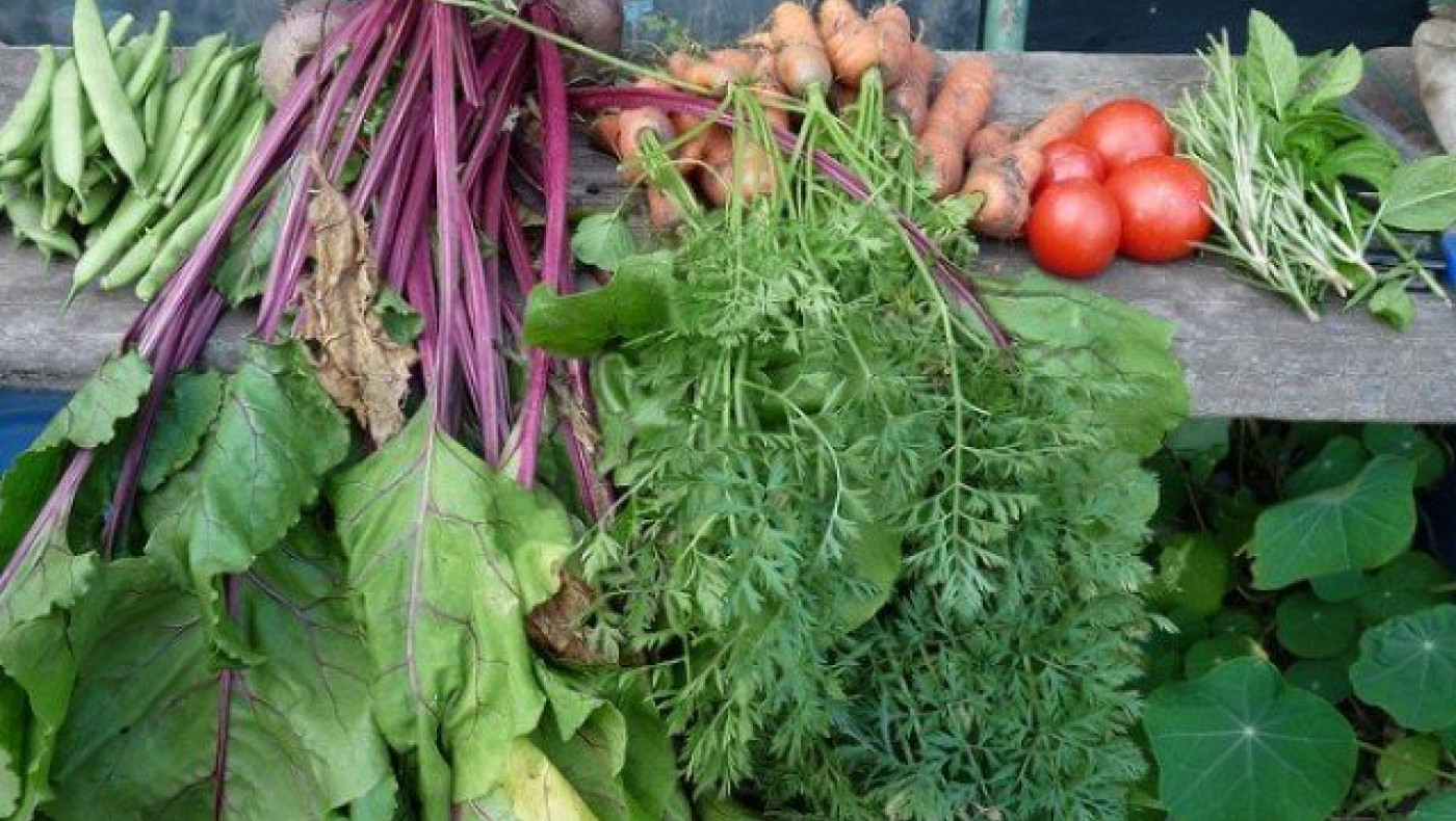 Θεσσαλονίκη: Φτιάξτε τον δικό σας λαχανόκηπο με τη στήριξη του ΑΠΘ