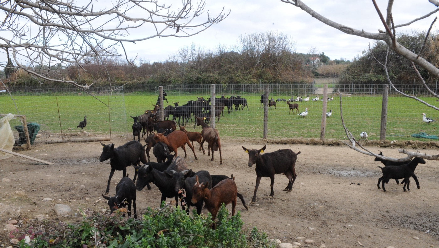 Πανώλη σε αιγοπρόβατα: «Καμπανάκι» για τη Δυτική Ελλάδα  - Ακίνδυνα γάλα και κρέας