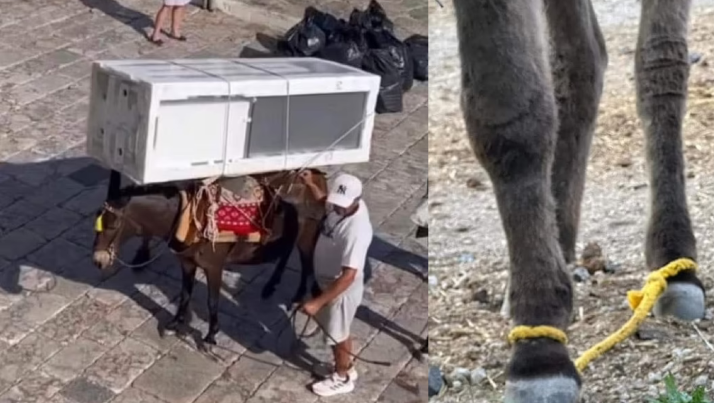 DailyMail: Έκκληση για τα γαϊδουράκια «ταξί» στη Ρόδο