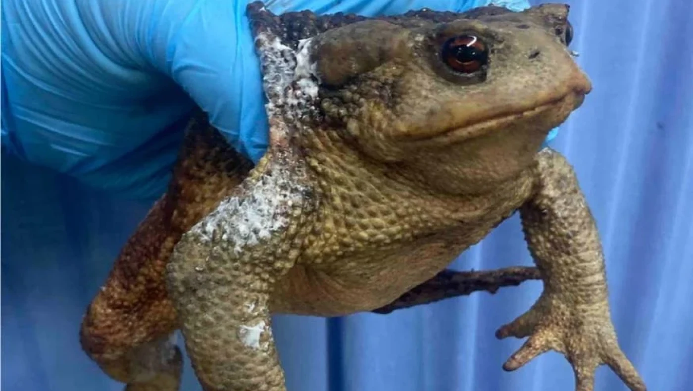 Εύβοια: Φρύνος «Bufo bufo» επέζησε από τη φωτιά