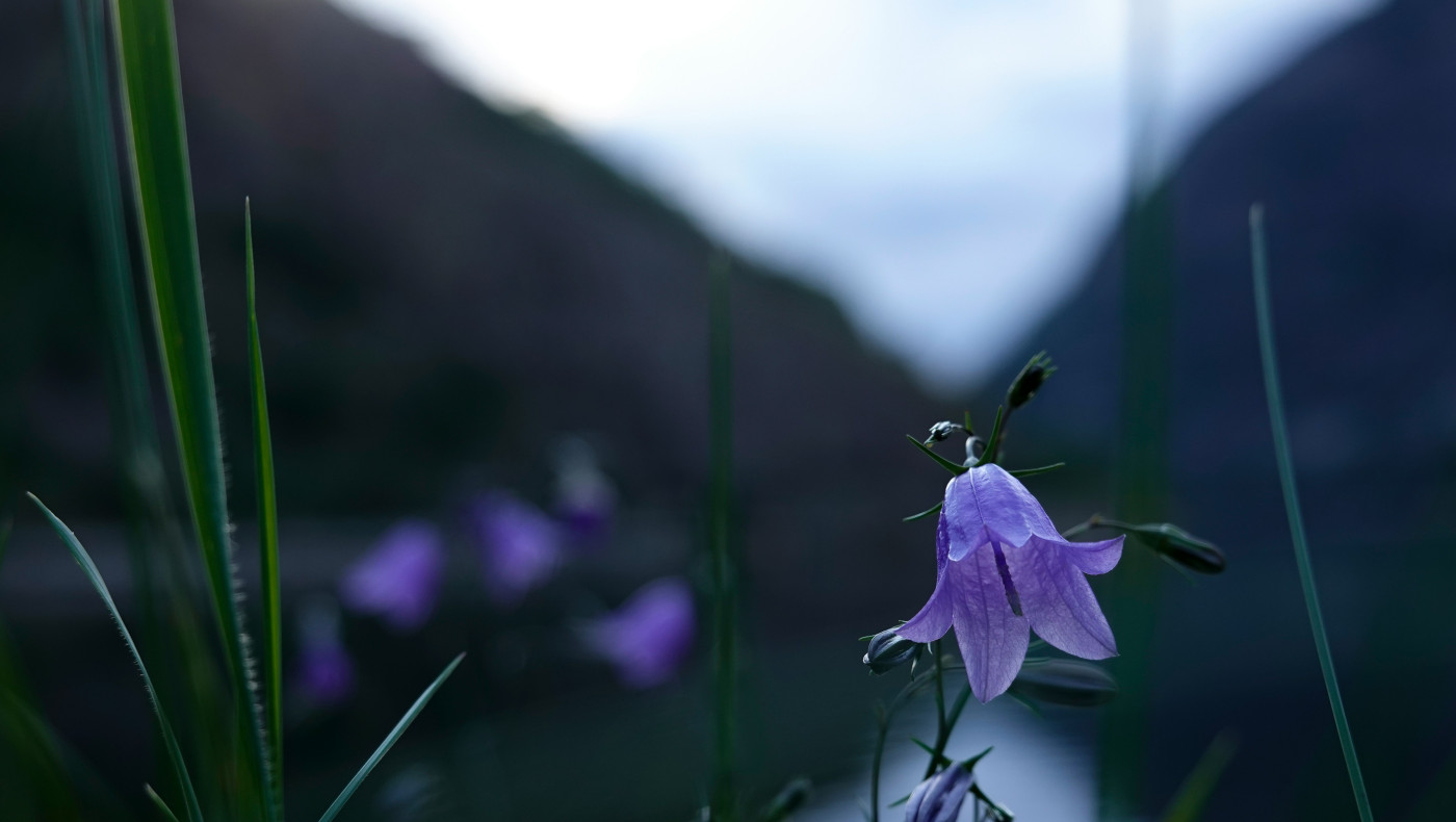 Ποιο είναι το λουλούδι που εξαφανίστηκε πριν από 108 χρόνια