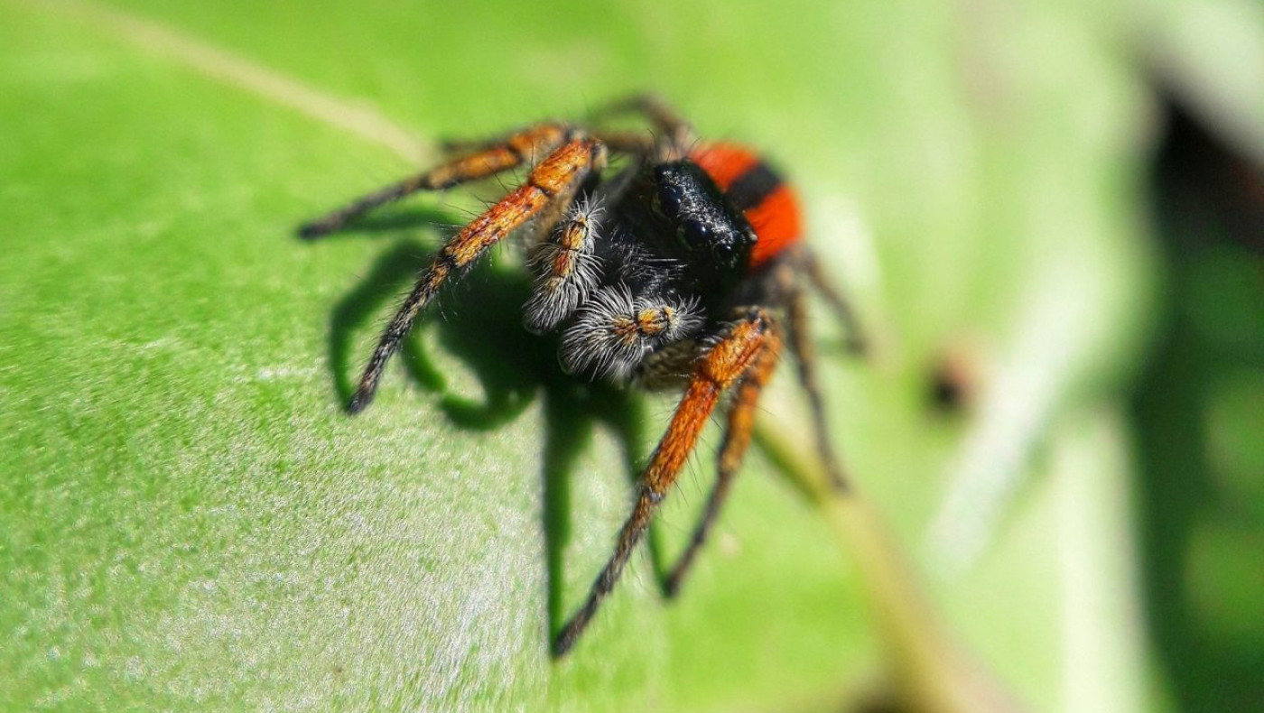 Πύργος: Ο διοικητής του νοσοκομείου για τον θάνατο 48χρονου από τσίμπημα αράχνης