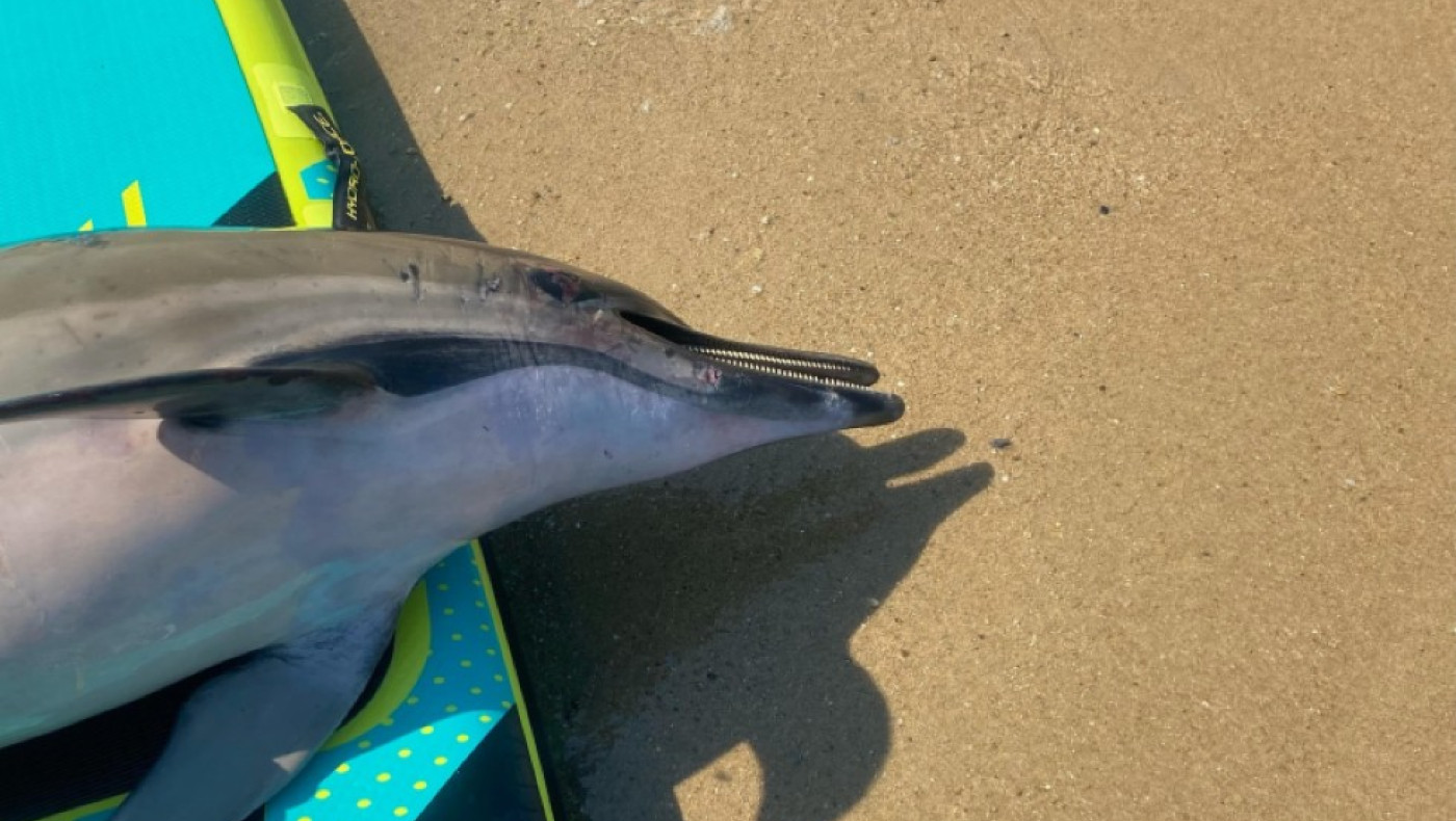 Χαλκιδική: Βρέθηκε νεκρό δελφίνι- Το είχαν δέσει με σχοινί