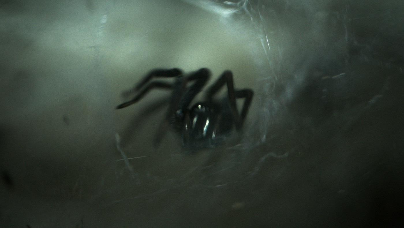 Πύργος: Κρίσιμη η κατάσταση 48χρονου που δέχθηκε τσίμπημα αράχνης