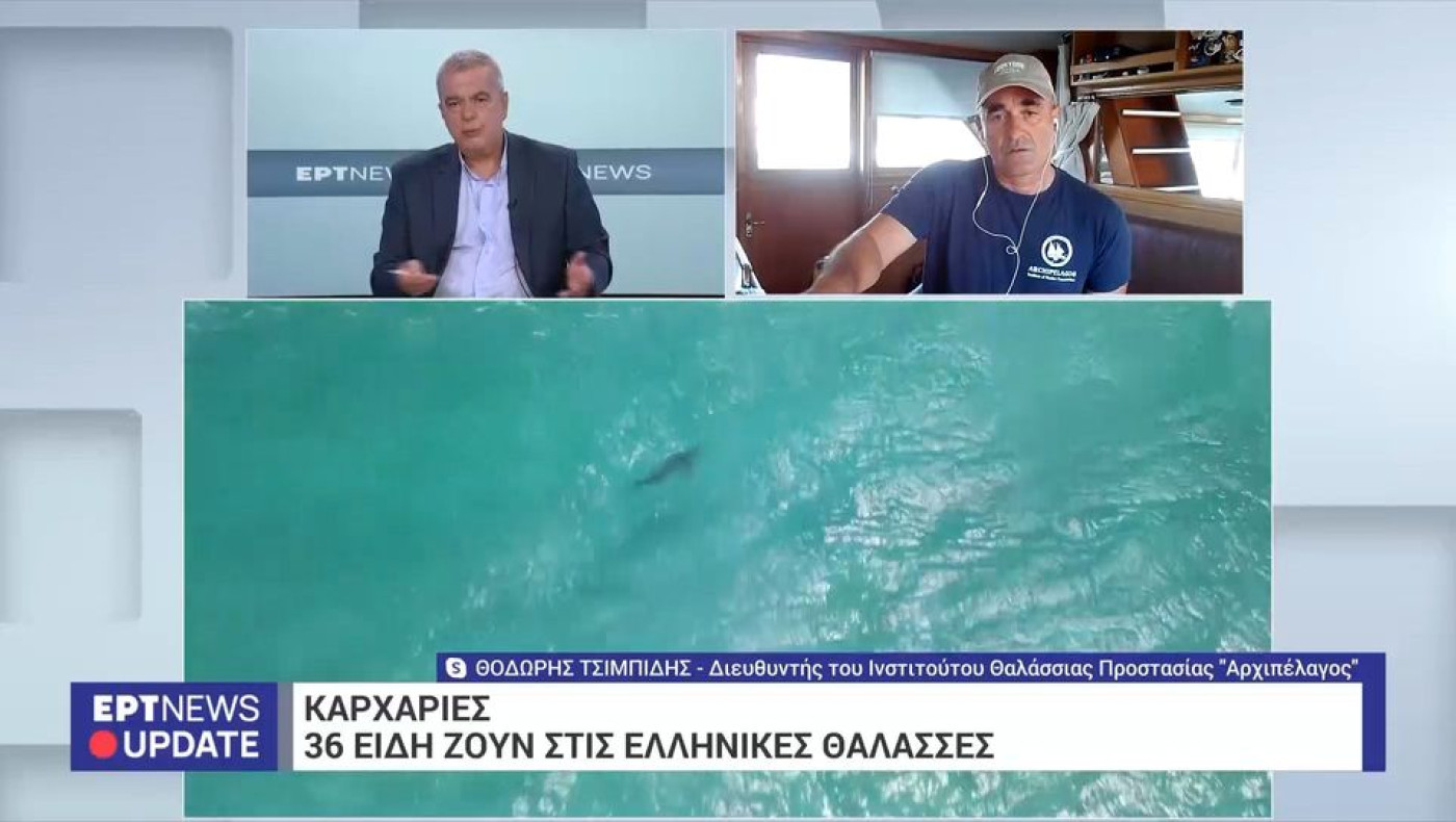 Καρχαρίες στις ελληνικές θάλασσες: Πόσα είδη υπάρχουν