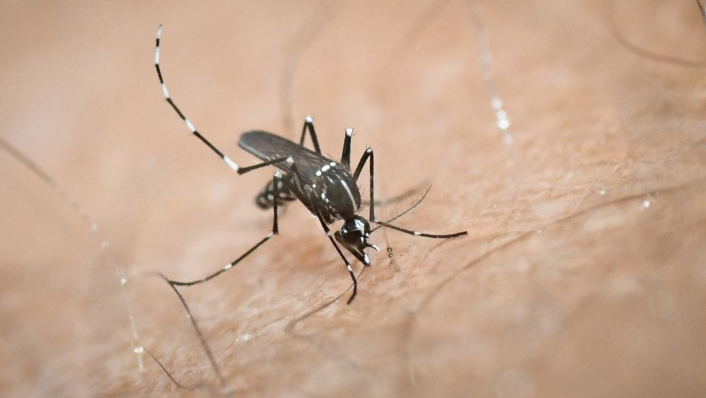 Ιός Δυτικού Νείλου: Το πρώτο κρούσμα στην Αττική μετά από 3 χρόνια