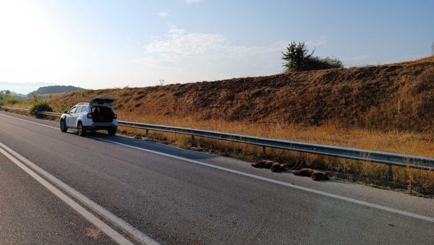 Φλώρινα: Δύο αρκουδάκια νεκρά σε τροχαίο - Η μαμά τους αρνιόταν να φύγει από το σημείο