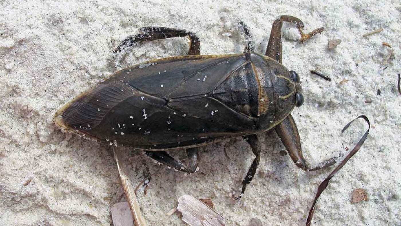 Ικαρία: Εντοπίστηκε σπάνιο, δηλητηριώδες έντομο σε παραλία (vid)