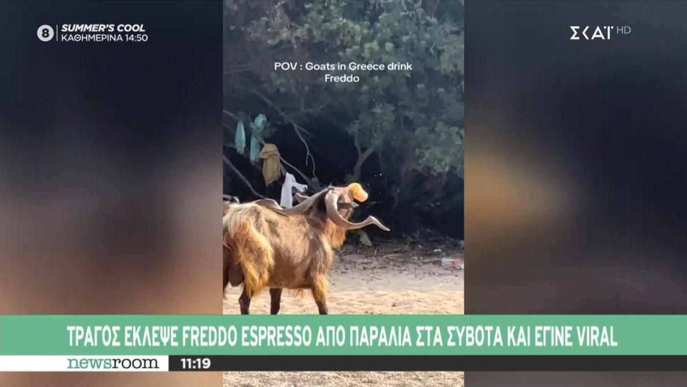 Τράγος έκλεψε Freddo Cappuchino στα Σύβοτα (vid)