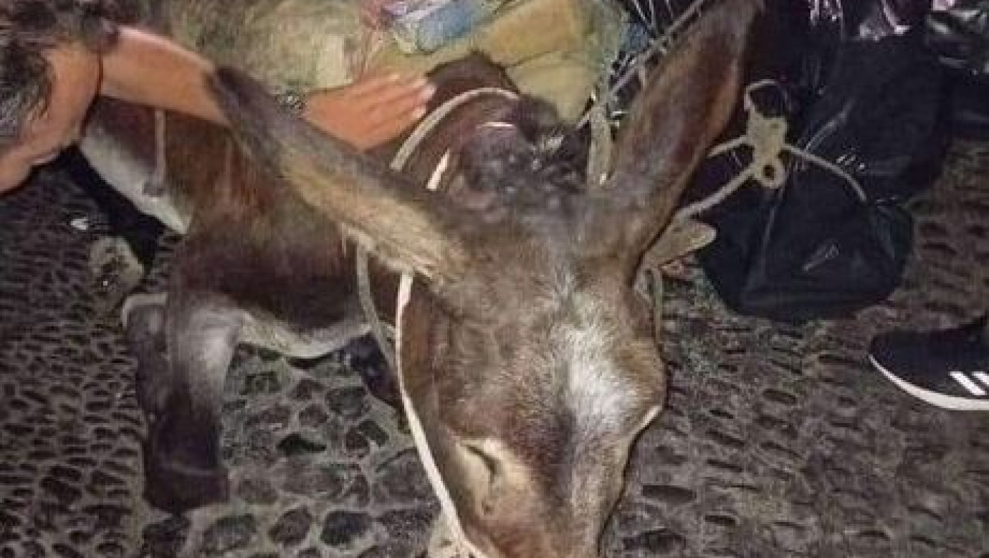 Σαντορίνη: Γαϊδουράκι κατέρρευσε υπό το βάρος φορτίου