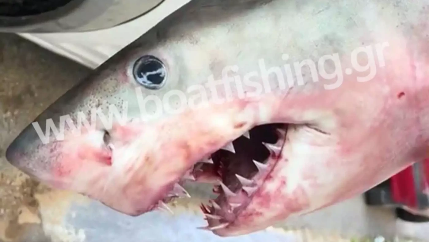 Εύβοια: Λευκός καρχαρίας μπλέχτηκε στα δίχτυα ψαρά (vid)