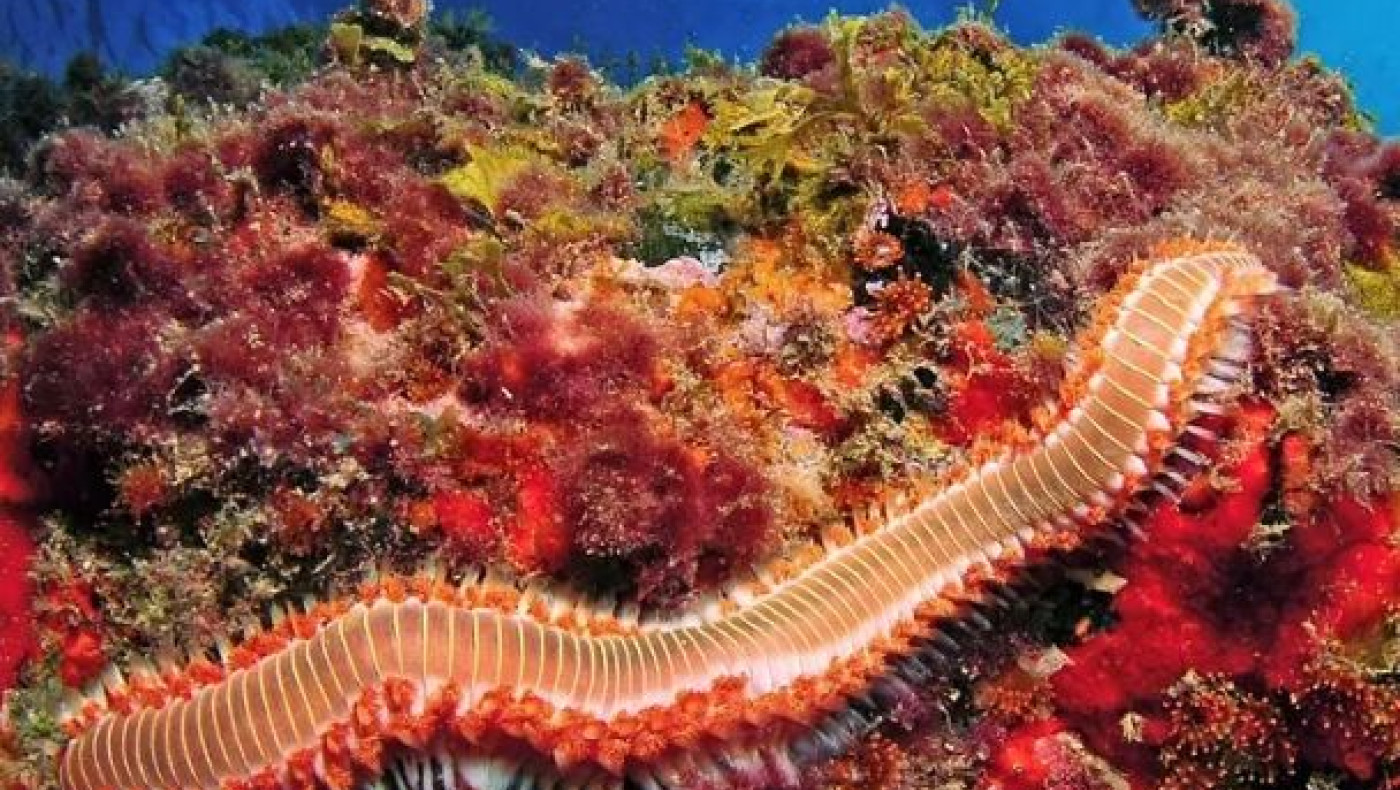 Τι είναι ο πυροσκώληκας που «πλημμύρισε» τις θάλασσες της Μεσογείου