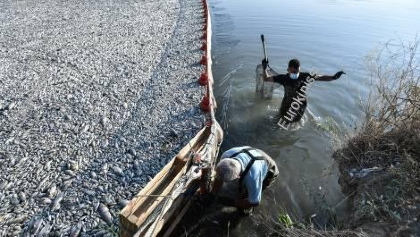 Βόλος: Σε ποιες παραλίες συνιστάται η αποφυγή κολύμβησης λόγω των νεκρών ψαριών