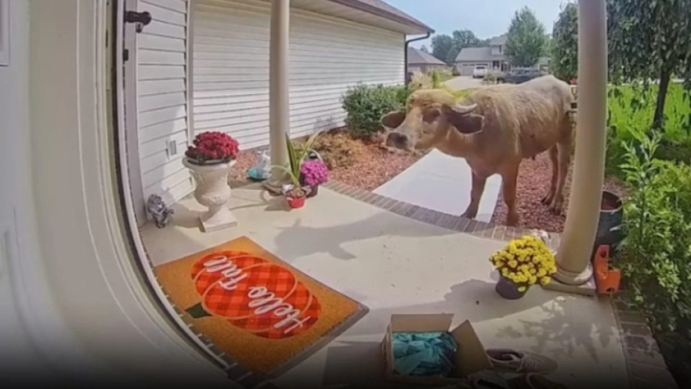 Μήπως είδατε τον νεροβούβαλο;