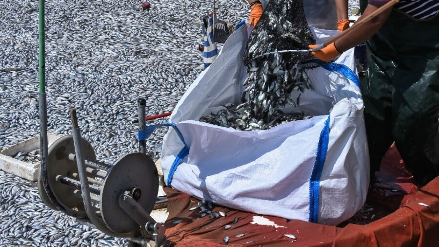 Βόλος: Έρευνα για τα ψάρια ζήτησε η εισαγγελέας