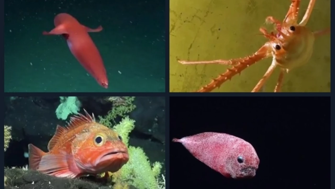 Δύτες ανακάλυψαν 20 σπάνια θαλάσσια πλάσματα