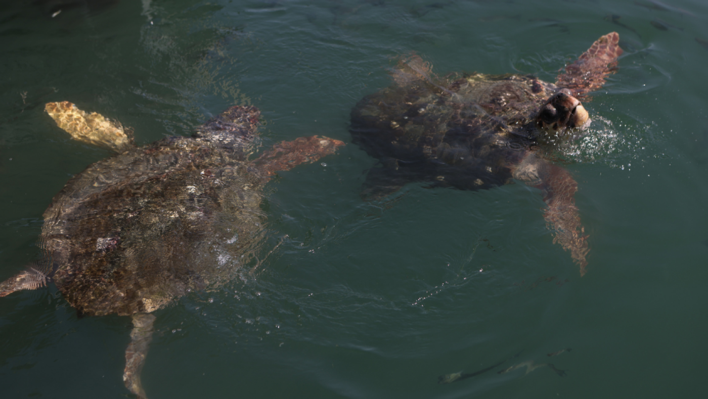 Χελώνα διέκοψε τα γυρίσματα ερωτικής ταινίας: Δάγκωσε τον πρωταγωνιστή