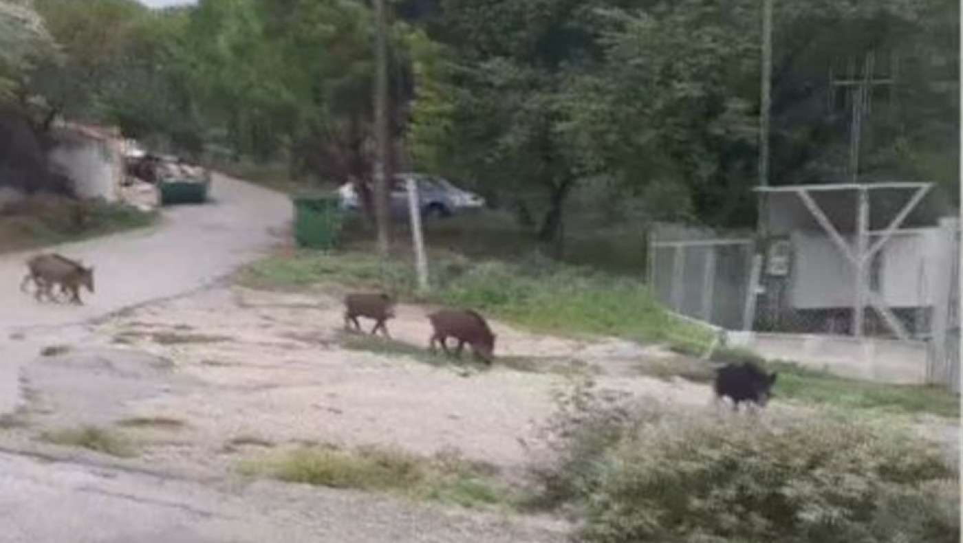 Θεσσαλονίκη: Αγριογούρουνα και λύκοι βολτάρουν σε Πανόραμα και Ωραιόκαστρο