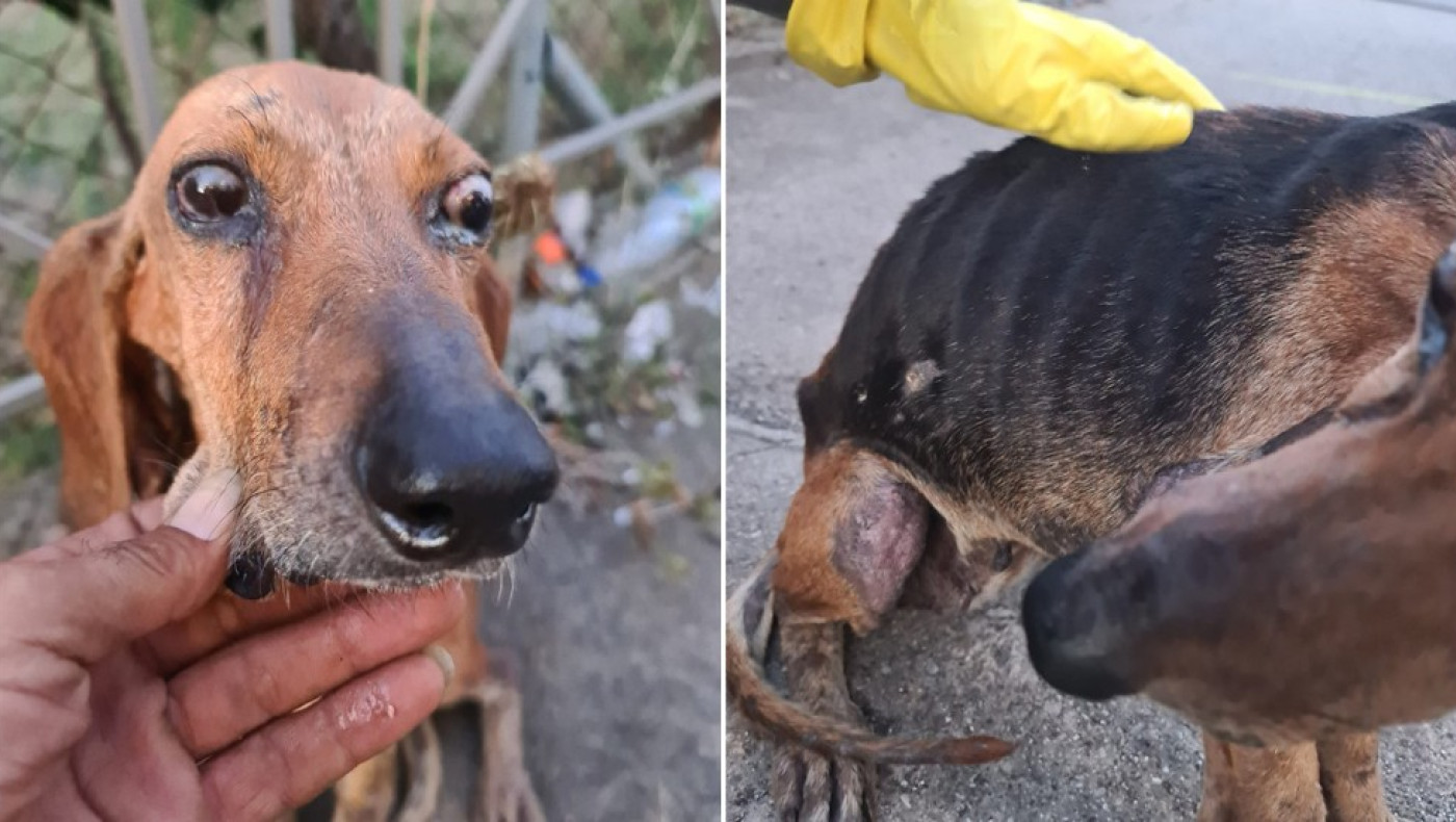 Αποτρόπαιη κτηνωδία: Έδεσαν τυφλό σκύλο και τον πέταξαν σε ποτάμι