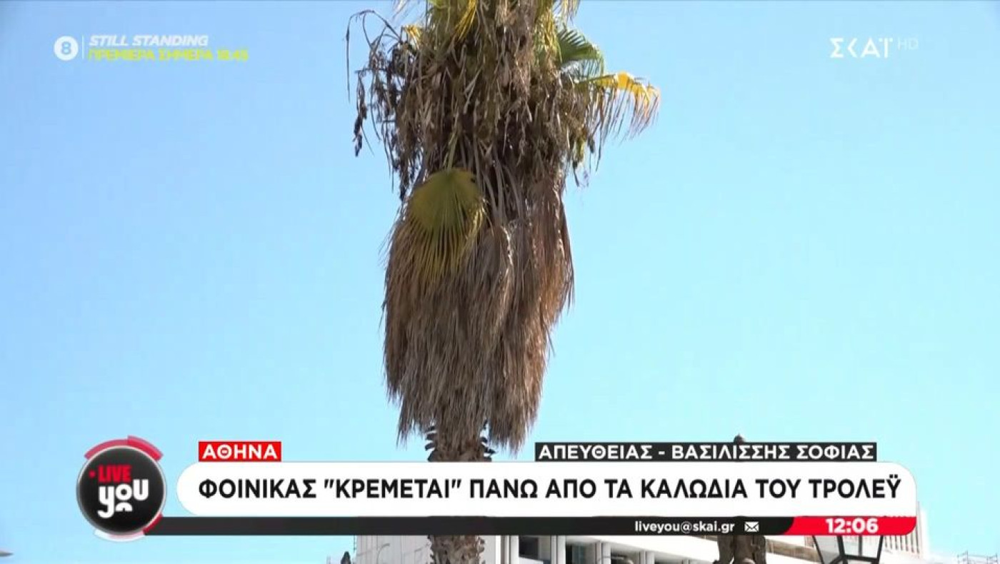 Αθήνα: Φοίνικας «κρέμεται» επικίνδυνα πάνω από καλώδια του τρόλεϊ