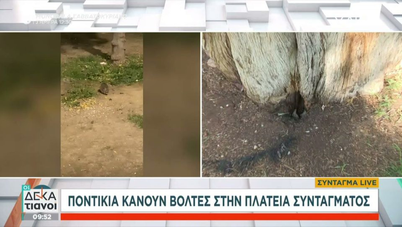 Αθήνα: Η πλατεία Συντάγματος γέμισε... ποντίκια! (vid)