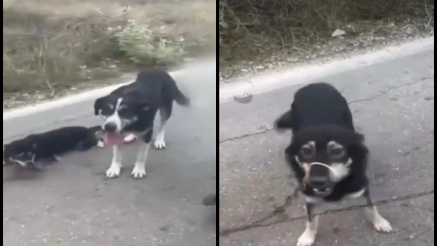 Λευκάδα: Ιερέας αλυσόδεσε δύο σκυλιά και τα έσερνε από το βανάκι του