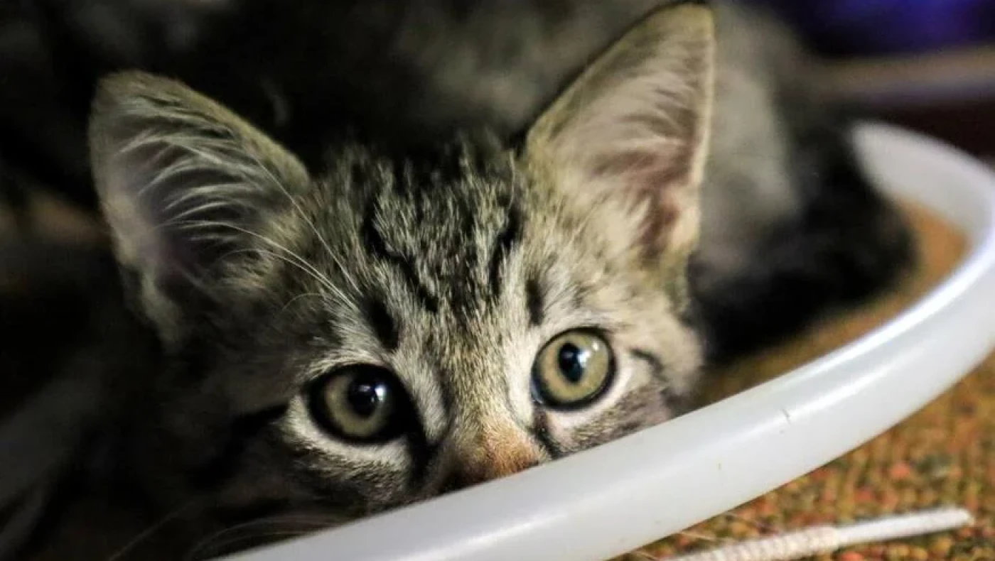 Πάτρα: Βρήκαν θαμμένο γατάκι σε τσιμέντο!