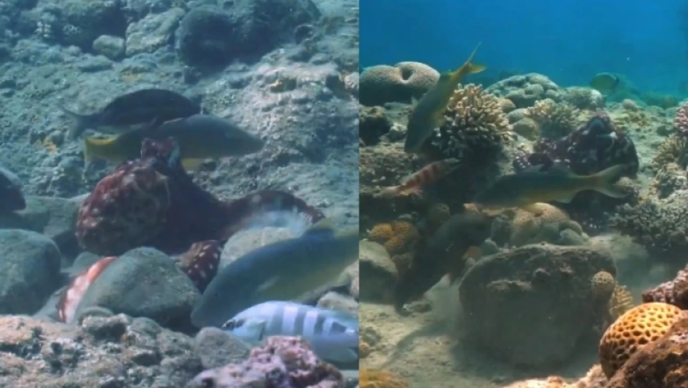 Χταπόδια ρίχνουν «μπουνιές» σε ψάρια!