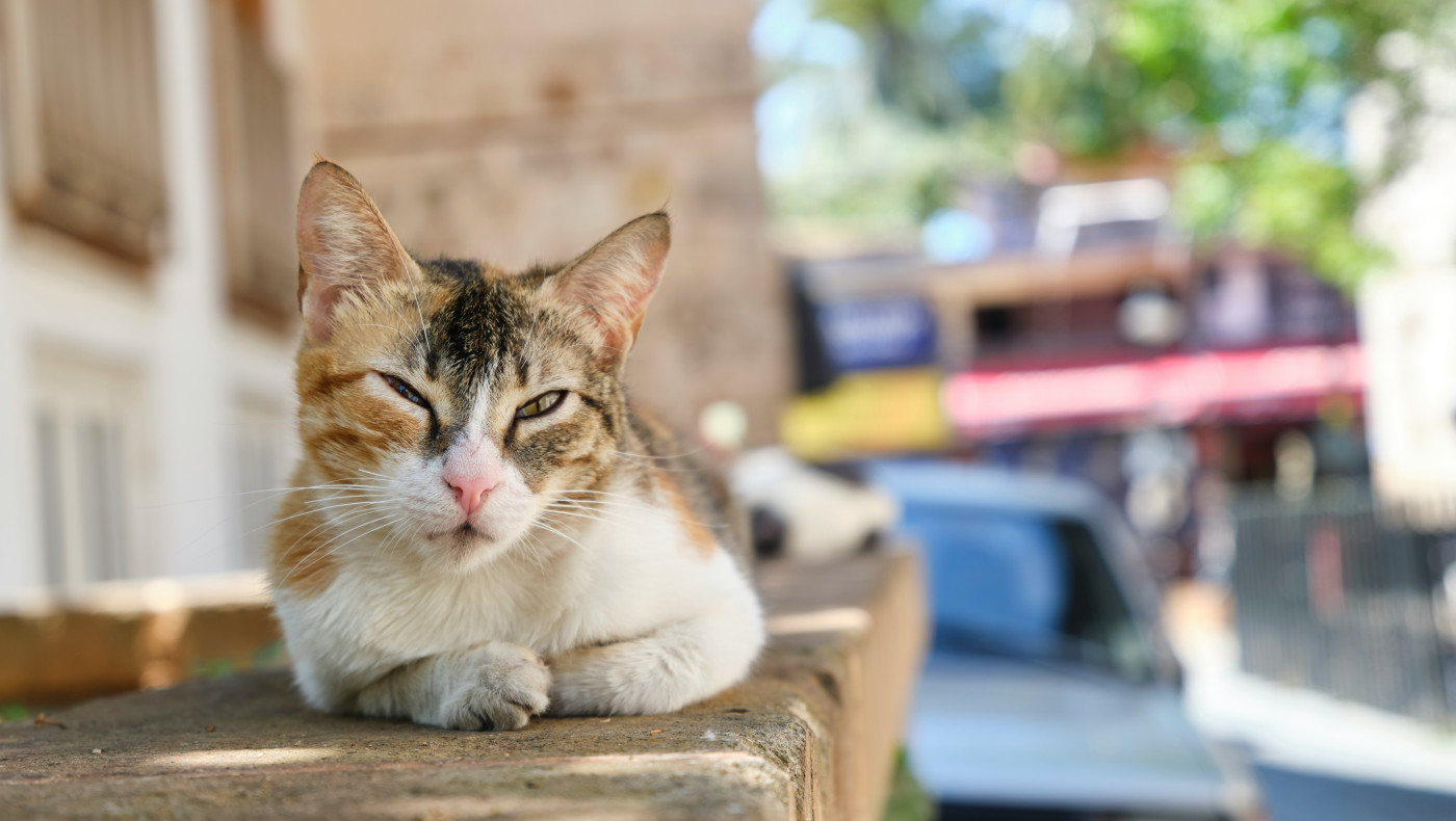 Κτηνωδία στην Αλεξανδρούπολη: Εκτέλεσαν εν ψυχρώ γατάκι