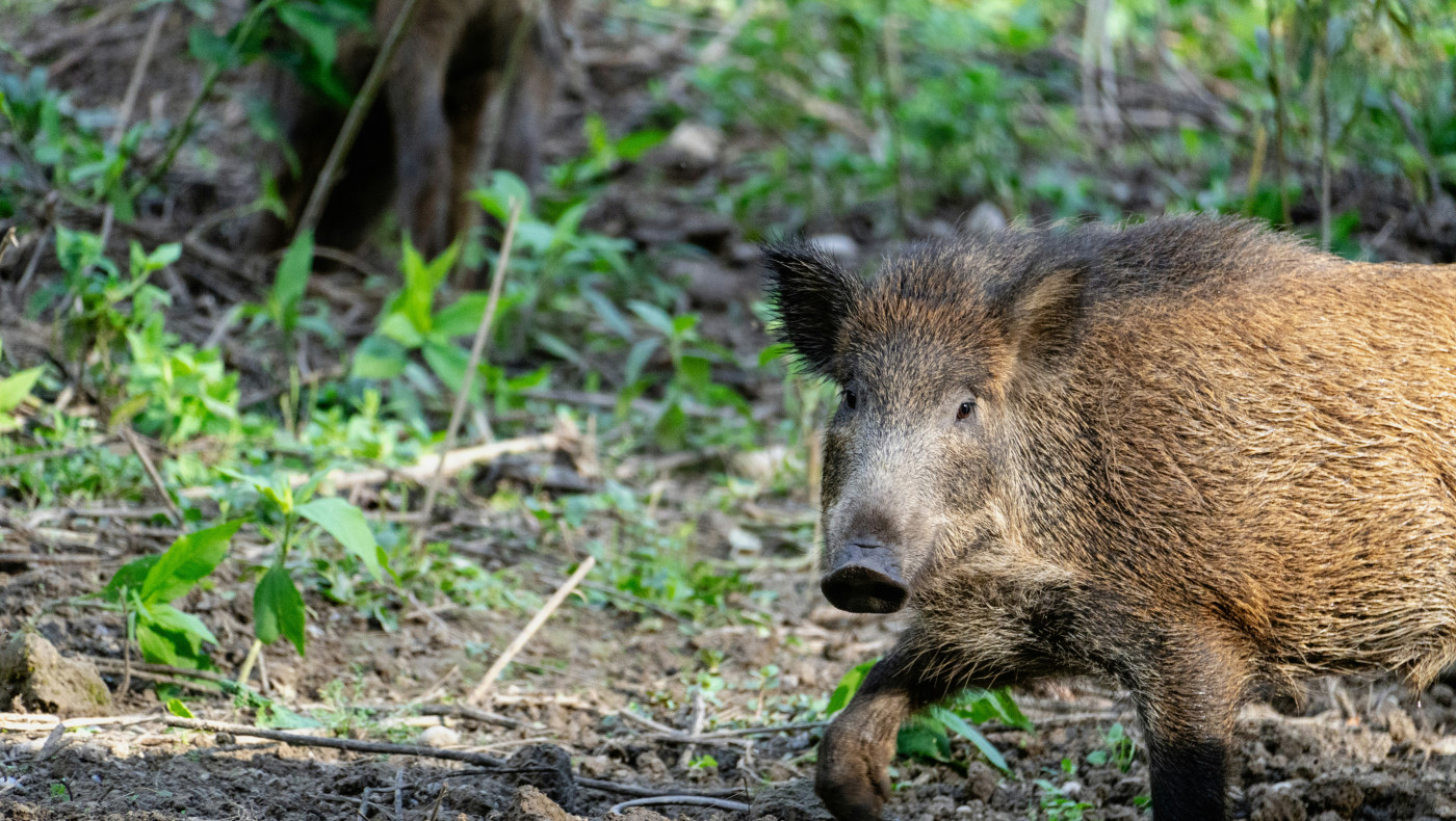 Θεσσαλονίκη: Επιχείρηση απομάκρυνσης αγριογούρουνων στις Συκιές
