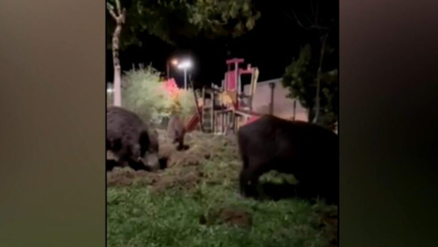 Θεσσαλονίκη: Αγριογούρουνα κόβουν βόλτες σε παιδική χαρά!