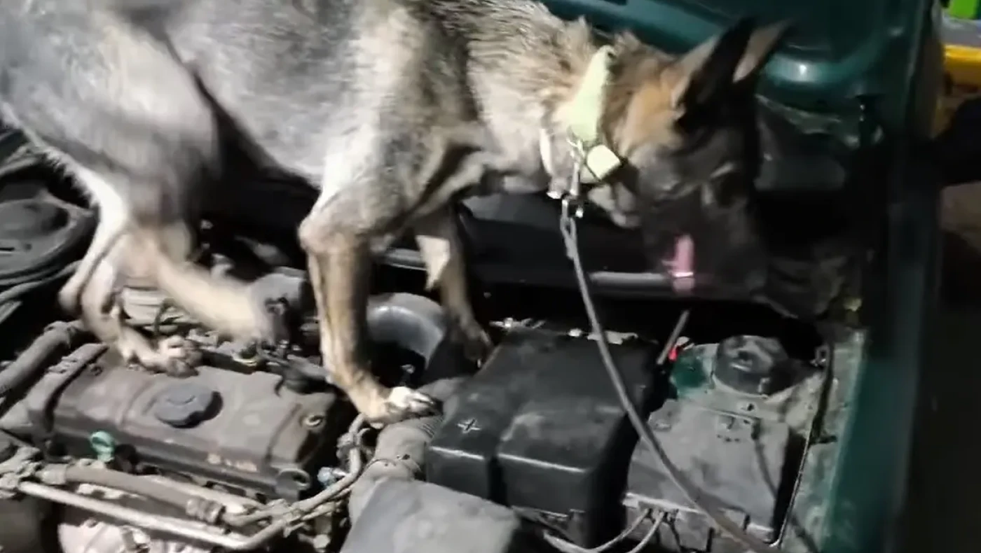 Σέρρες: Η μύτη της Roxy «τσίμπησε» δυο άτομα για μεταφορά ηρωίνης