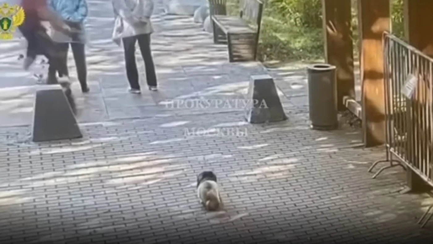 Skater προκάλεσε αδιανόητο δυστύχημα: Σκότωσε ηλικιωμένο και παραλίγο να... πνίξει τον σκύλο του