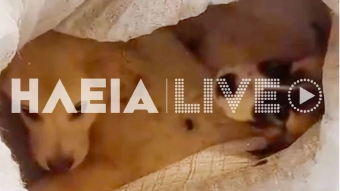 Αλφειός: Έβαλαν κουτάβια μέσα σε τσουβάλια και τα πέταξαν