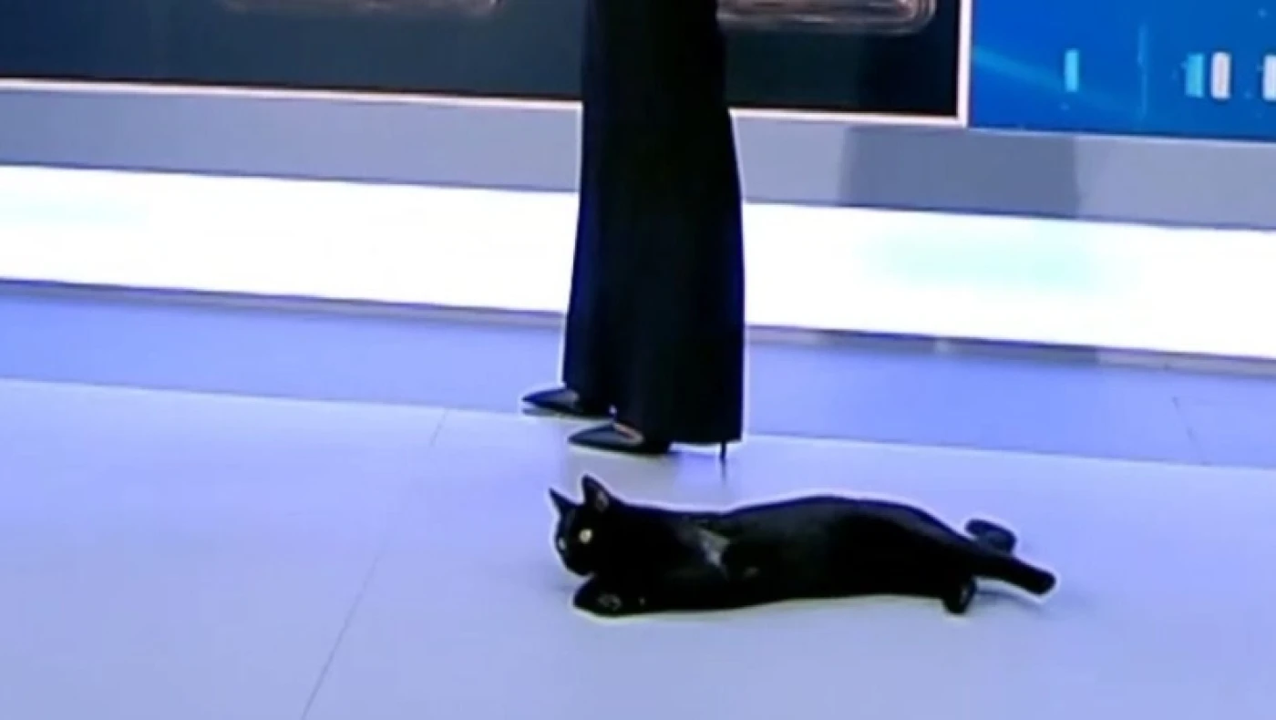 Εισβολή... μαυρόγατας στο πλατό του ΣΚΑΪ
