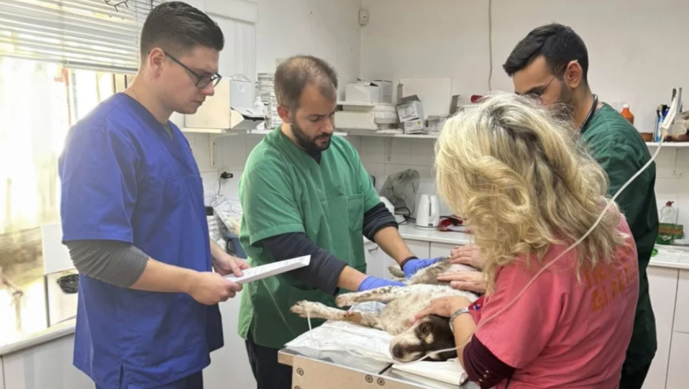 Δεν άντεξε ο σκύλος που βρέθηκε μαχαιρωμένος από 47χρονο σε κάδο απορριμμάτων