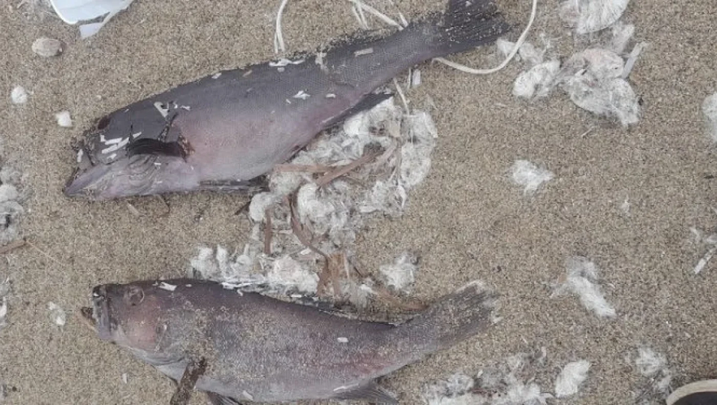 Φαλάσσαρνα: Δεκάδες νεκρά ψάρια ξέβρασε η θάλασσα
