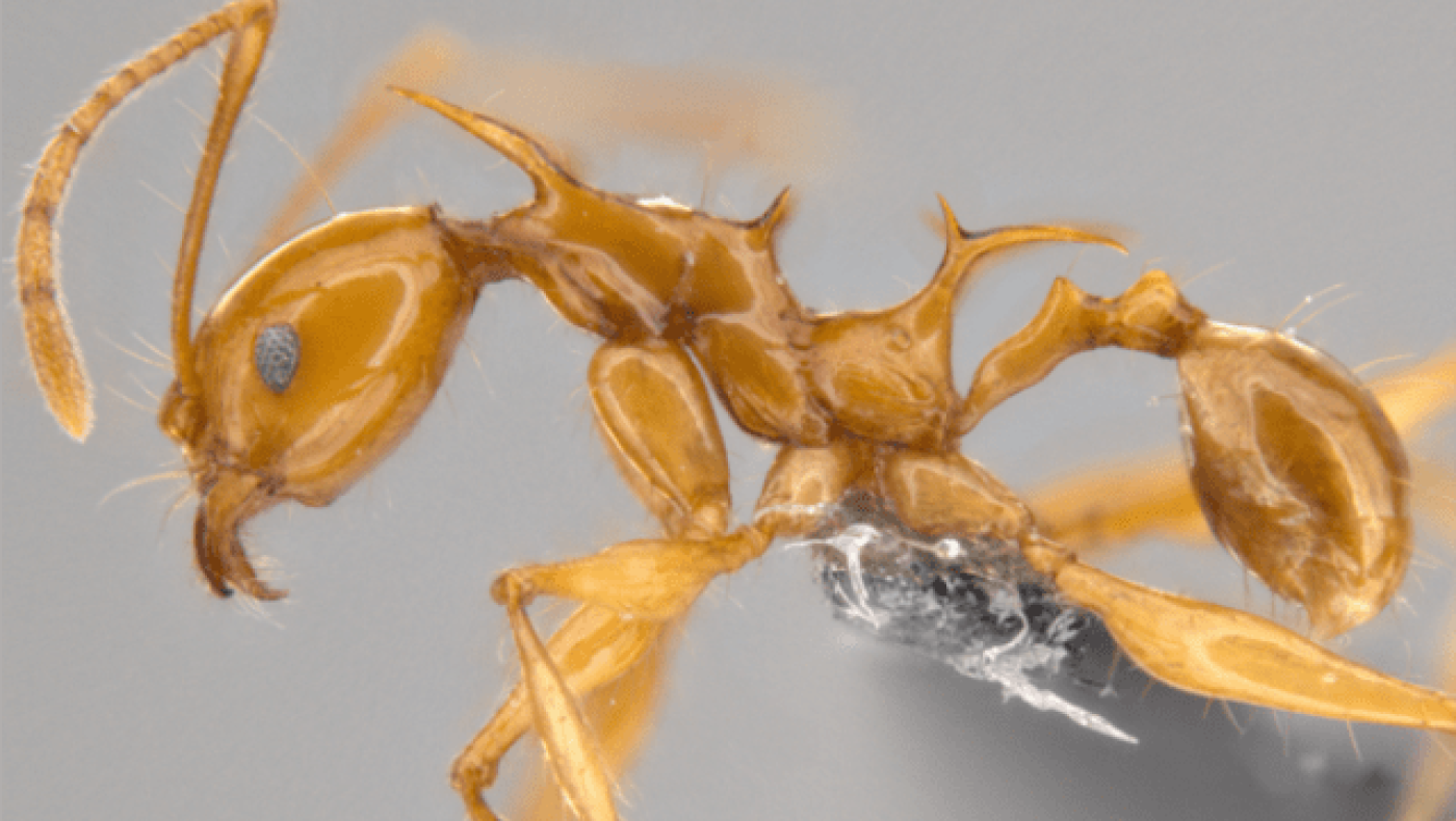 Τα μυρμήγκια του Game of Thrones - Δράκοι της Καλίσι