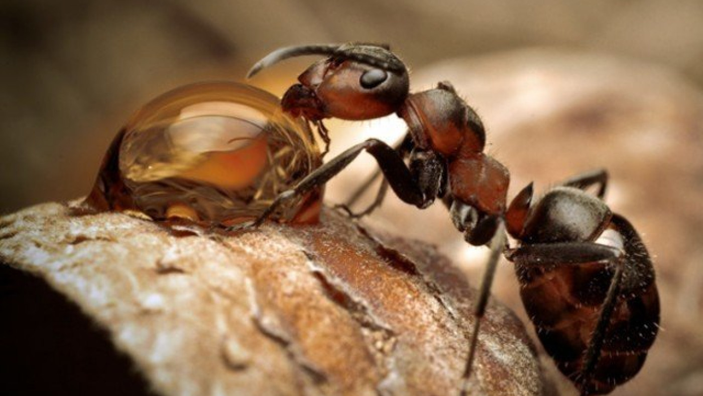 Τα μυρμήγκια ήταν οι πρώτοι... γεωργοί στον πλανήτη μας!