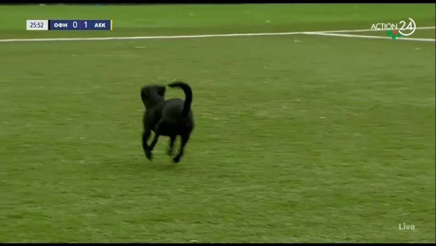 Κουταβάκι μπήκε στον αγωνιστικό χώρο και διέκοψε το ΟΦΗ-ΑΕΚ