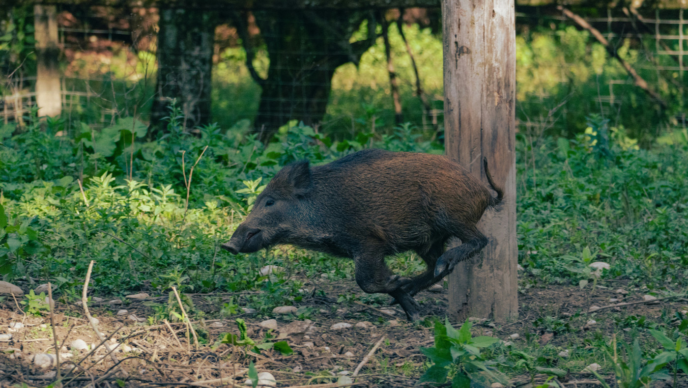 Λευκάδα: Αγριογούρουνα ξεθάβουν και περιφέρουν κόκαλα νεκρών